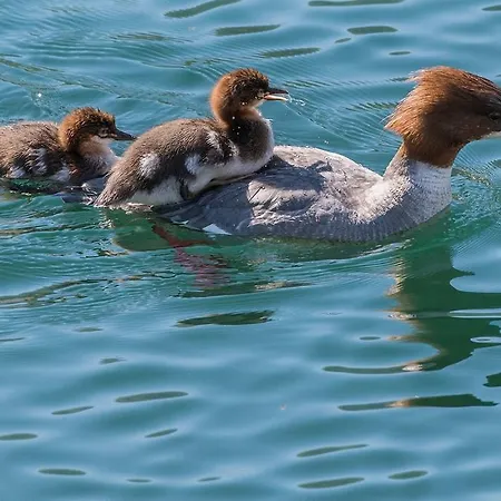 Al Castello Apartamento